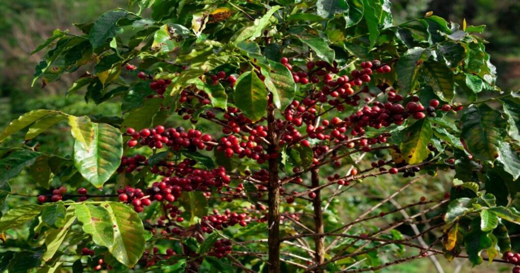 Coffee Estates
