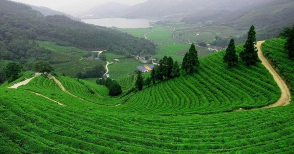 Kurseong
