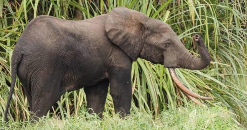 Wildlife SOS Elephant Conservation and Care Centre