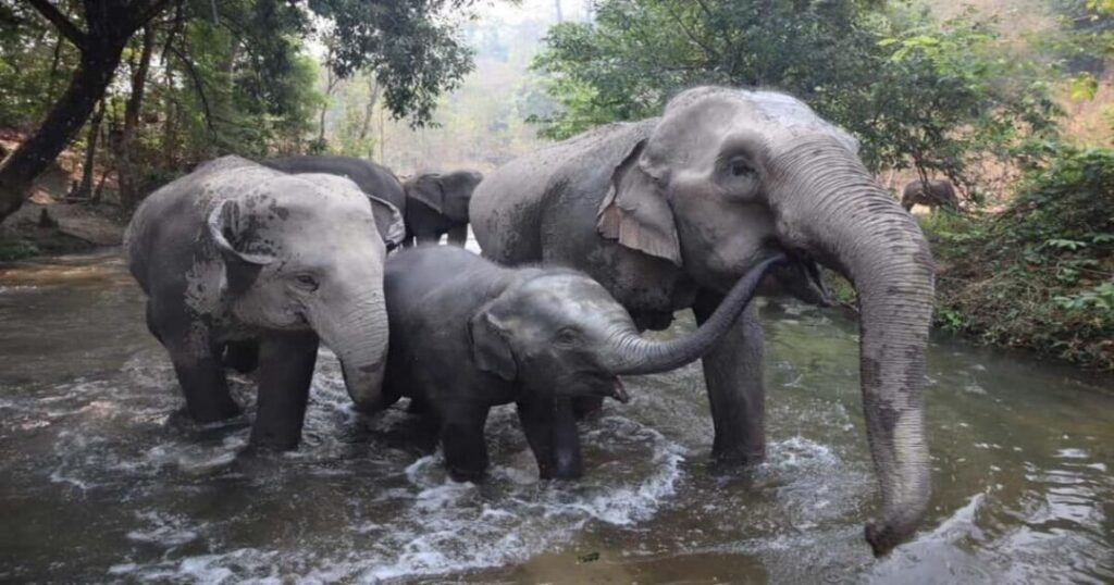 Ethical Elephant Sanctuary 