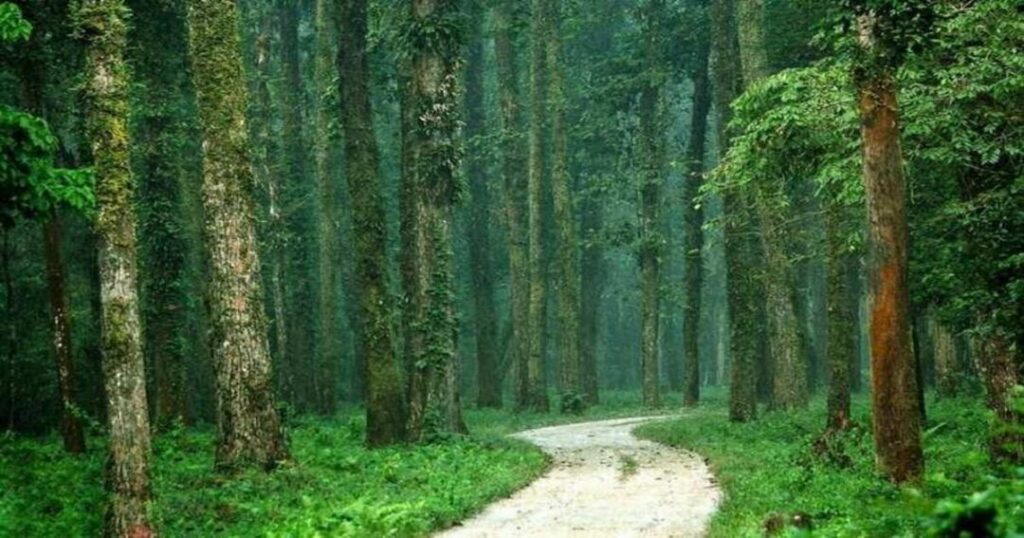 Mahananda Wildlife Sanctuary