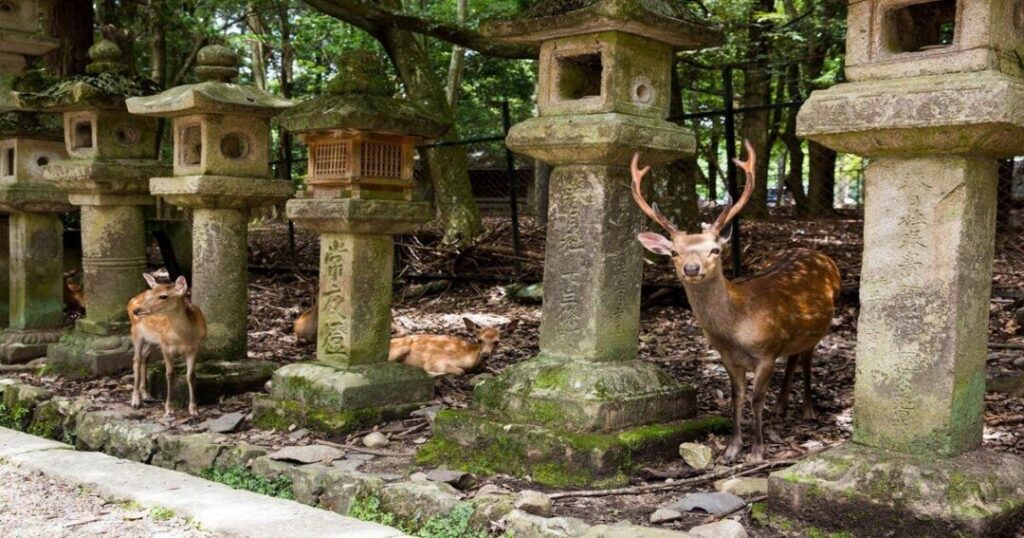 Nara