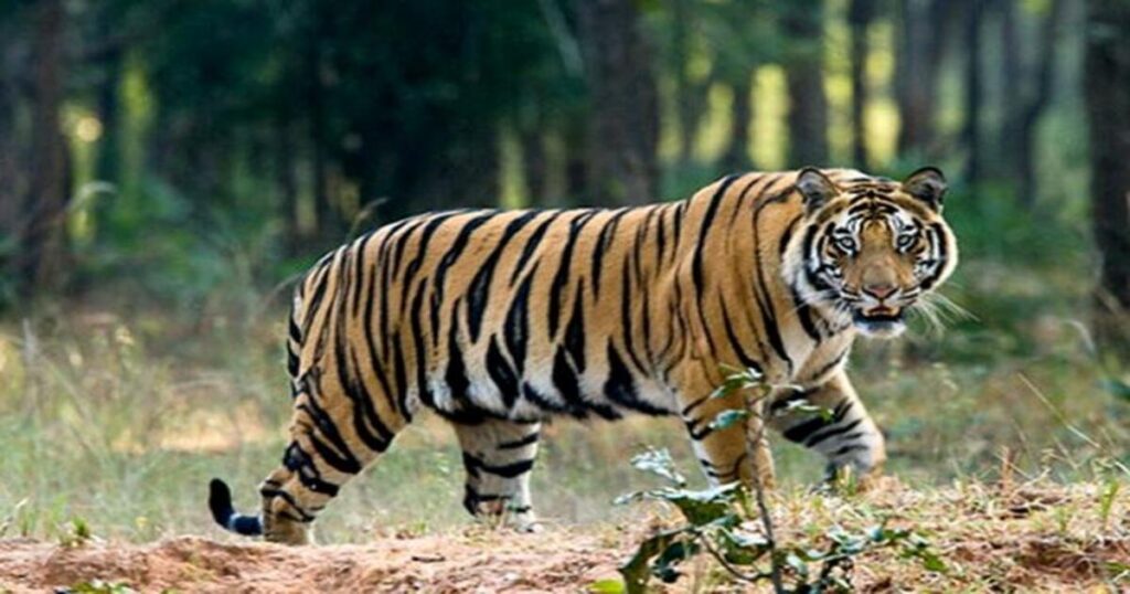 Manas National Park