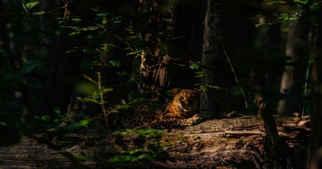 Bhadra Wildlife Sanctuary
