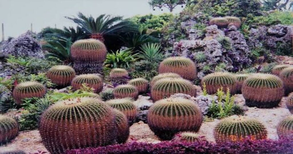 Cactus Garden 