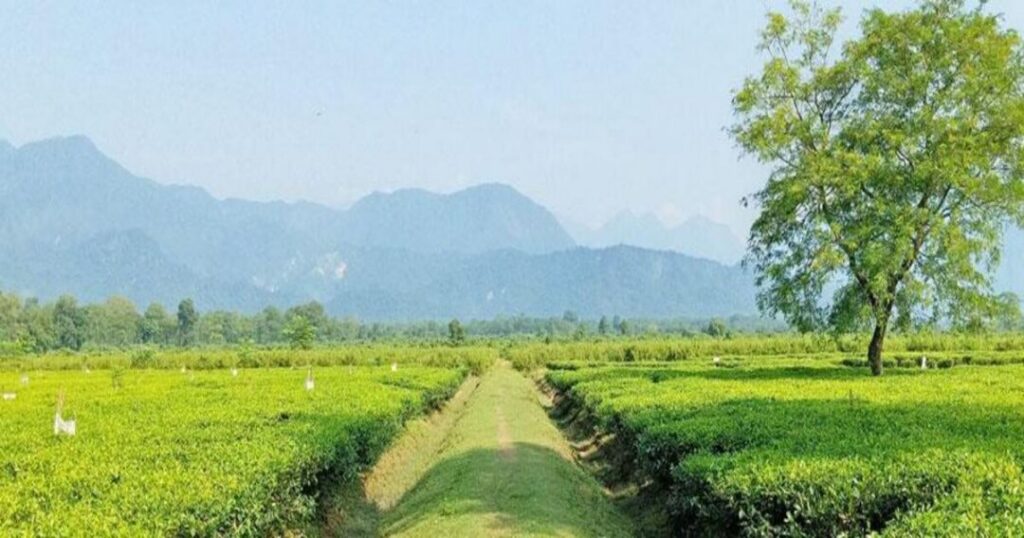 Dooars and Gorumara National Park