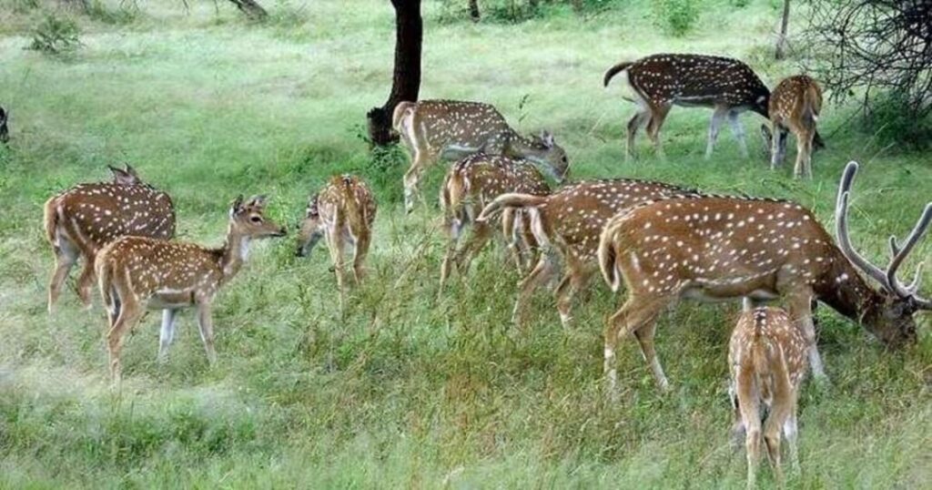 Ralamandal Wildlife Sanctuary 