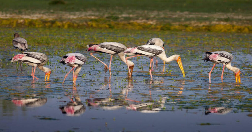 Soor Sarovar Bird Sanctuary (Keetham Lake)
