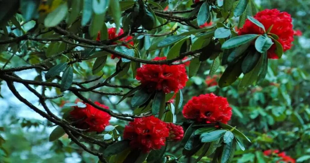The Rhododendron Bloom at Lampelri