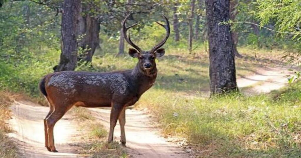 Guru Ghasidas (Sanjay) National Park, Chhattisgarh