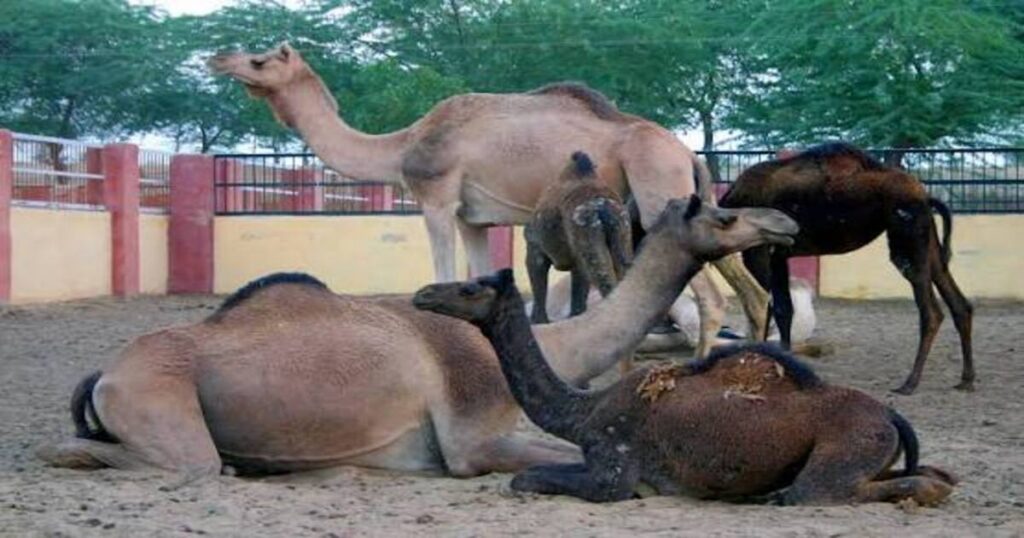 National Research Centre on Camel