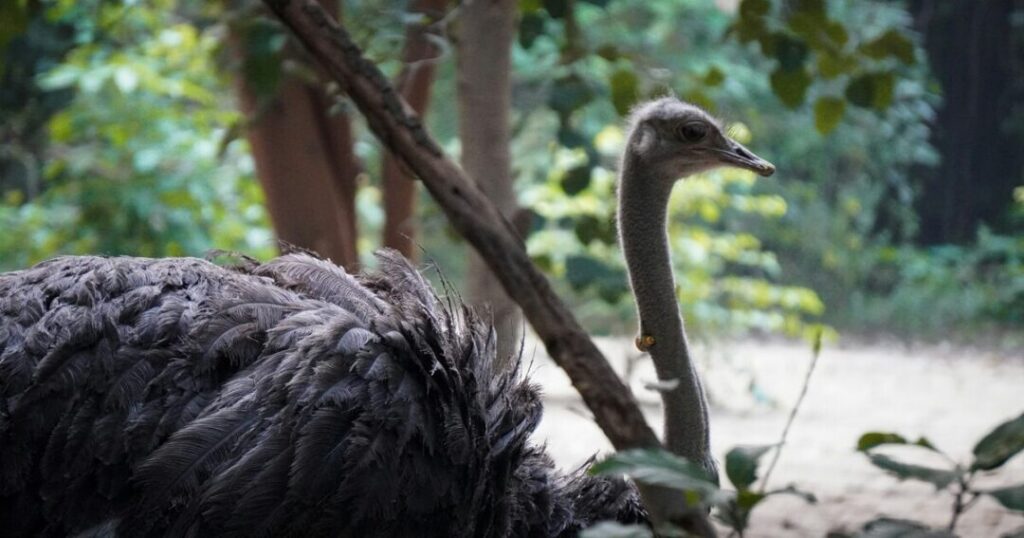 Lucknow Zoo