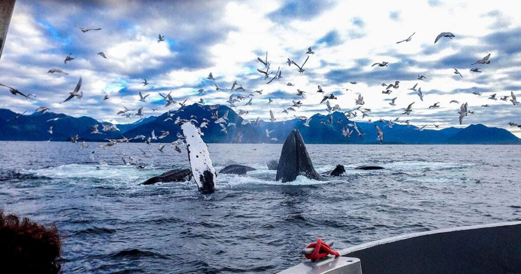 Sitka WhaleFest 