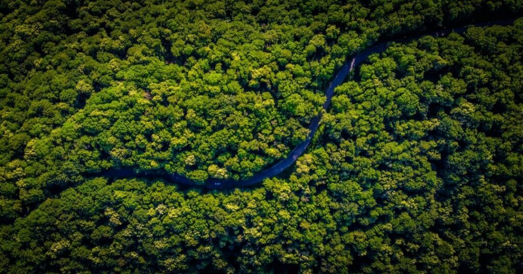 The Amazon Rainforest — South America
