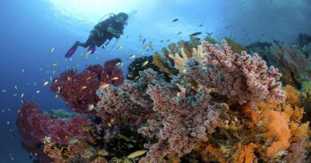 Raja Ampat Diving: A World-Class Underwater Paradise