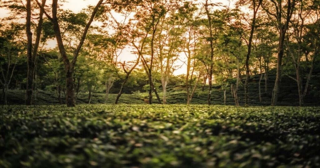 Assam's Tea Gardens
