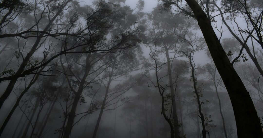 Places to Visit in Yercaud