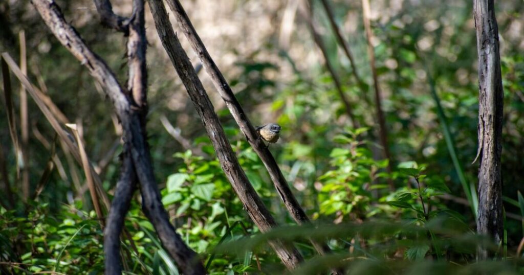 Chail Wildlife Sanctuary