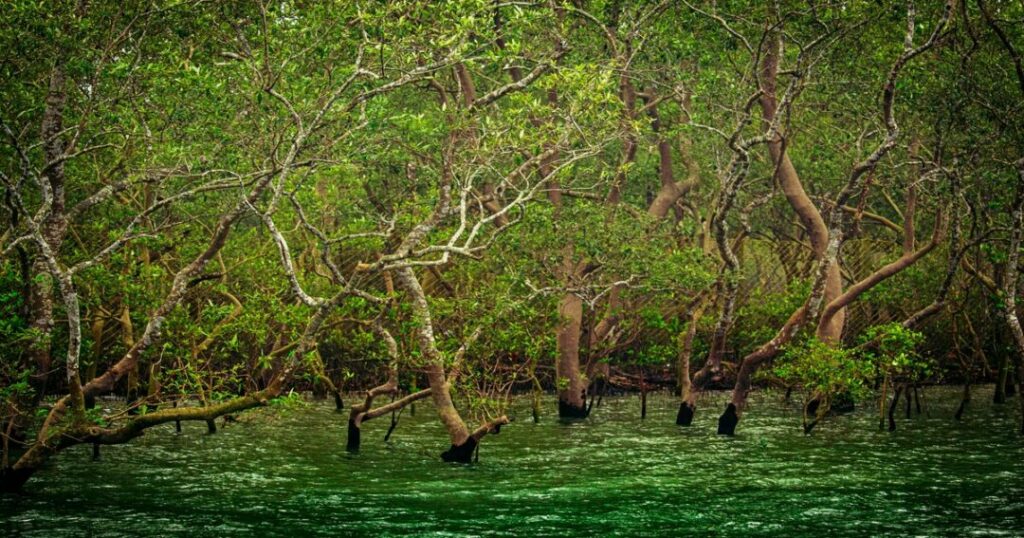 Sundarbans National Park, West Bengal
