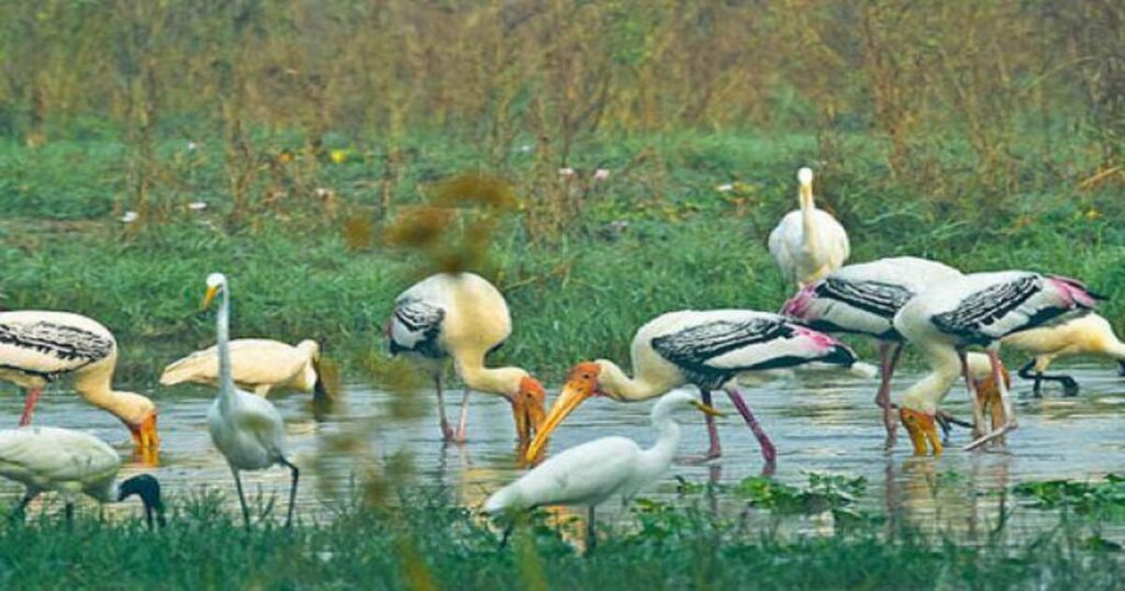 Bharatpur — Birdwatching & Heritage Trip