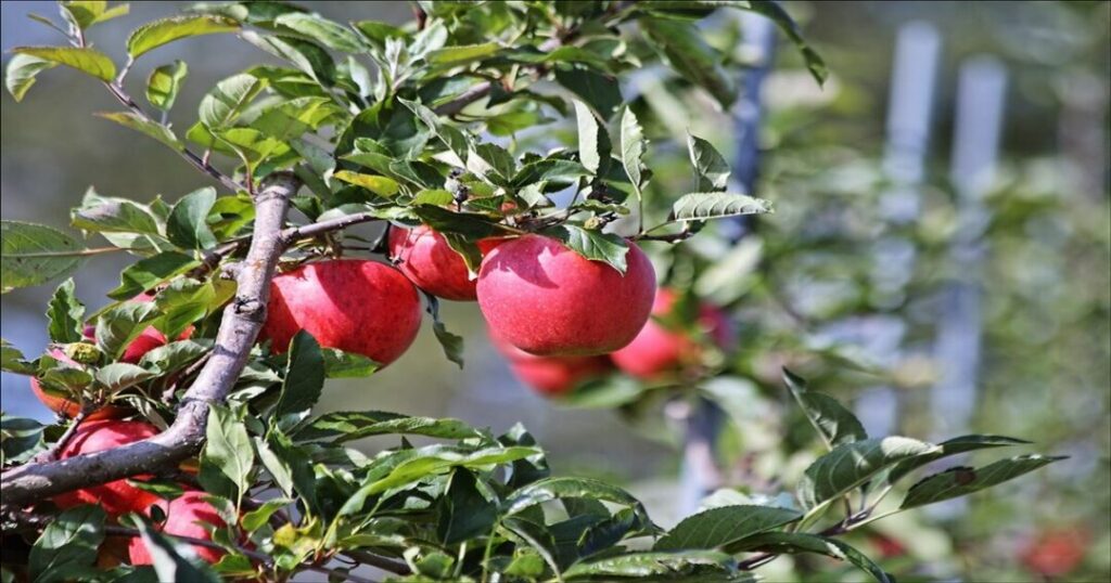 Dhanaulti: Apple Orchards