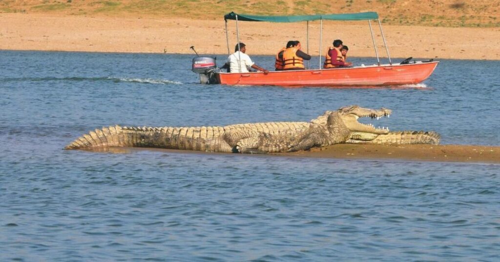 Chambal River Safari