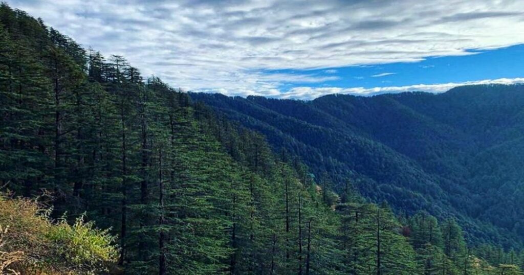 Dhanaulti: Deodar Forests and the Adventure Park
