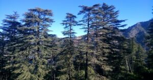 Things to Do in Dhanaulti