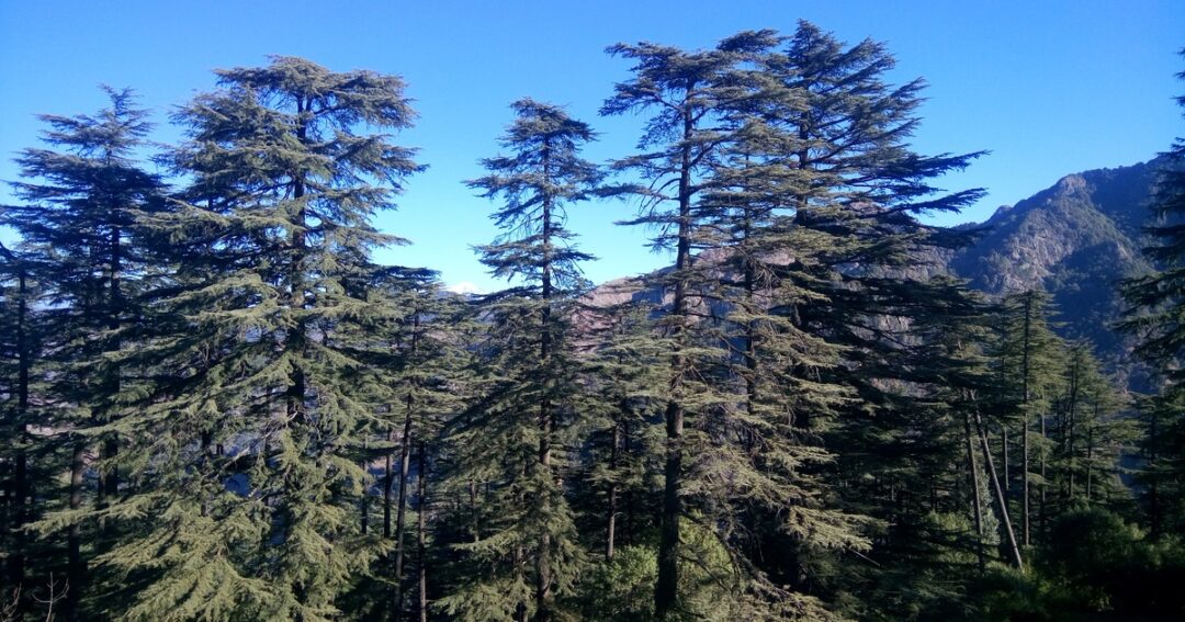 Things to Do in Dhanaulti