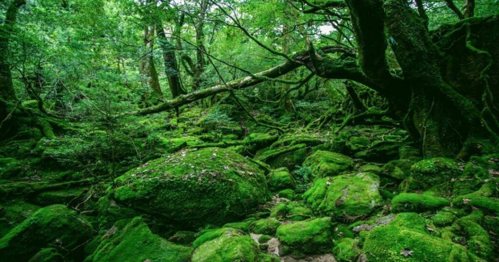 East Asia's Yakushima
