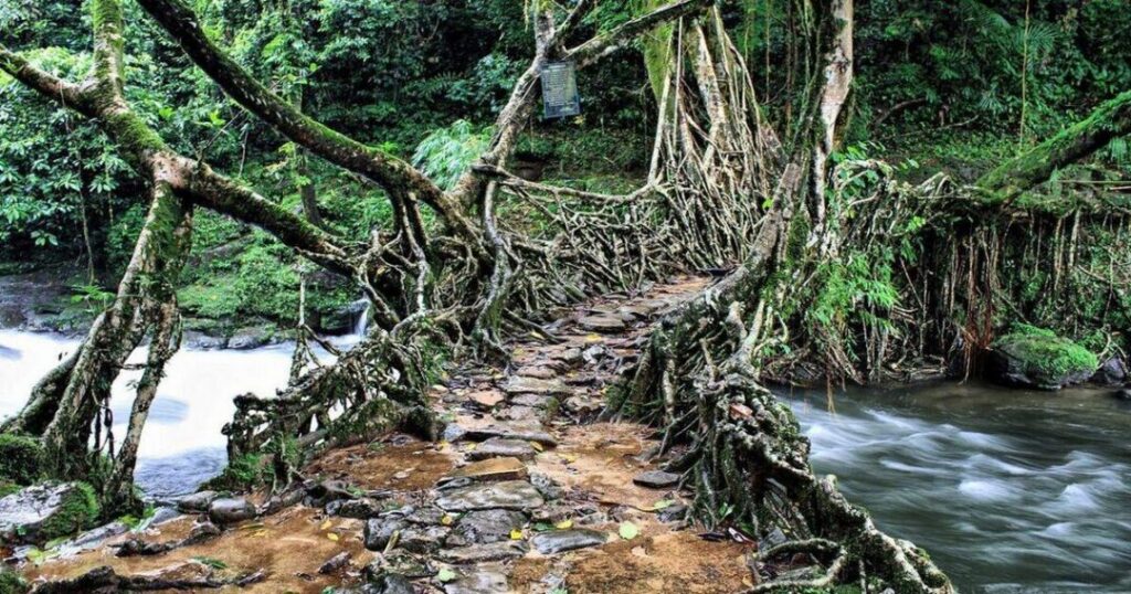 Mawlynnong and Kongthong: Meghalaya's Best Places to See in Northeast India