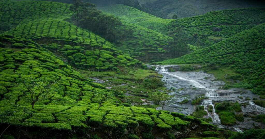 Munnar: Kerala's High-Range Tea Country