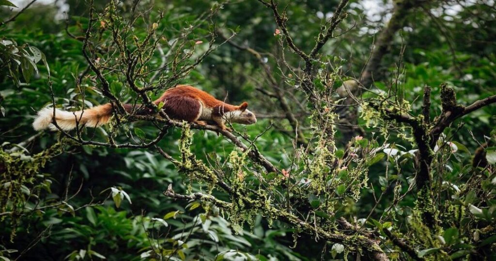 Phansad Wildlife Sanctuary: Alibaug's Birdwatching Escape