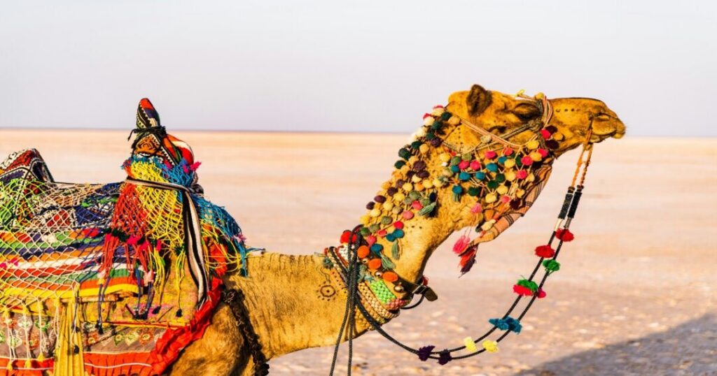 Rann of Kutch: Full-Moon Nights on a Salt Desert