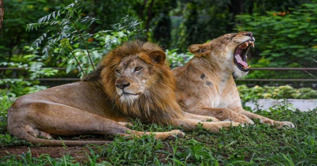 Sarthana Nature Park—Gujarat's Big-Cat Breeding Centre on the Tapi