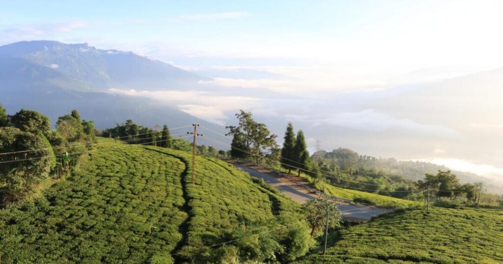 Sikkim's Temi Tea Estate