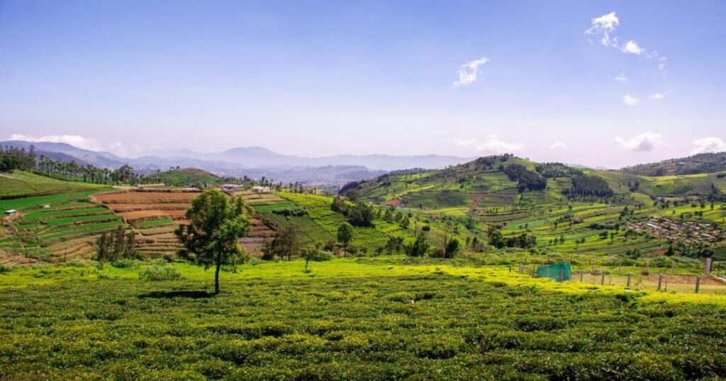 Tea Estates and Factory Tours in Coonoor