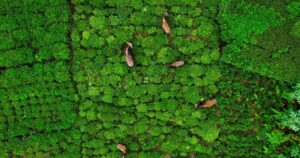 Attractions in Coonoor