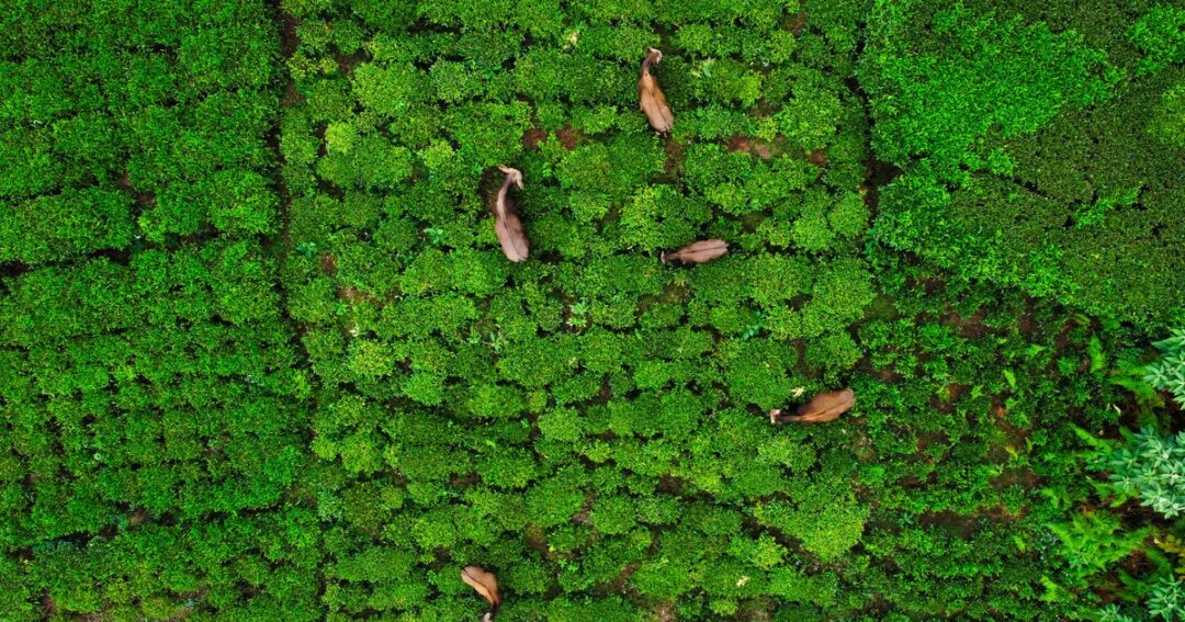 Attractions in Coonoor: The Complete Guide to Things to Do in This Nilgiris Hill Station
