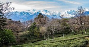 India's Best Tea Destinations