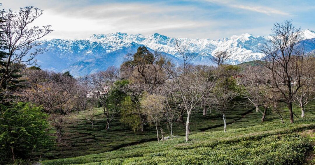 India's Best Tea Destinations