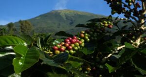 Destinations for Coffee Lovers