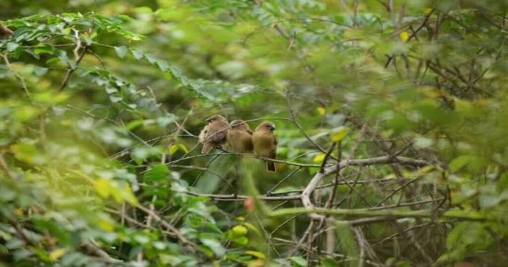 Mount Abu Wildlife