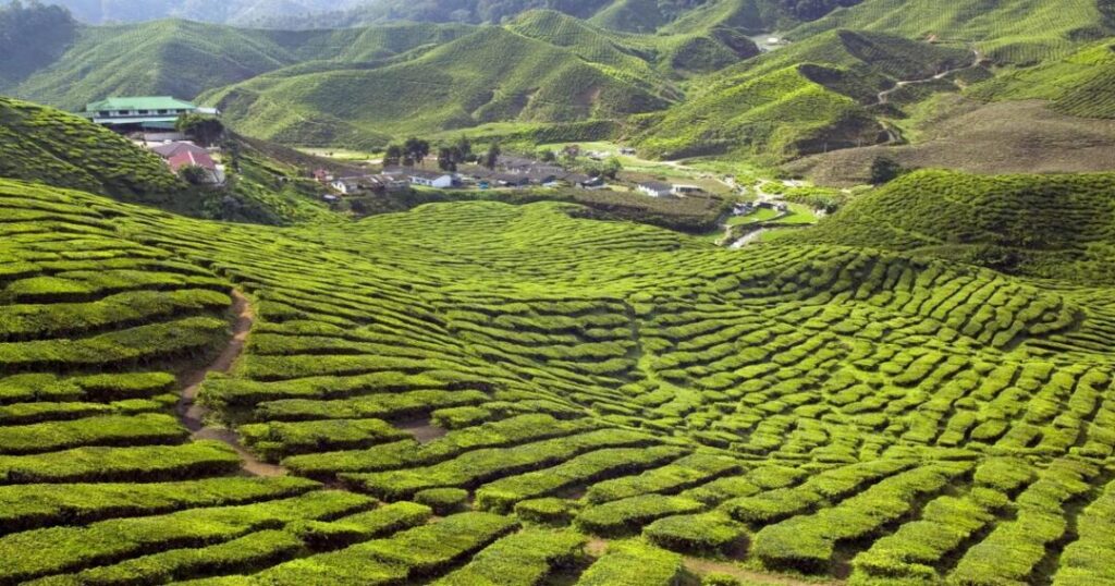 Cameron Highlands