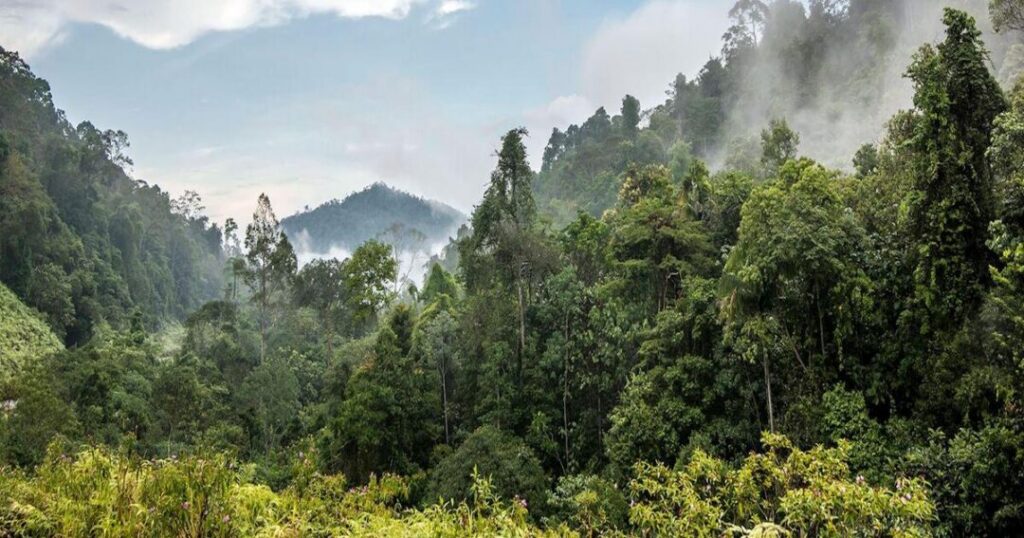 Taman Negara