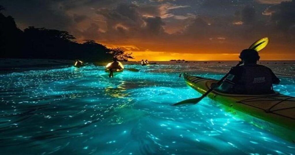 Havelock: Bioluminescence Night Kayaking