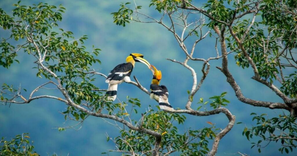 Bird Watching