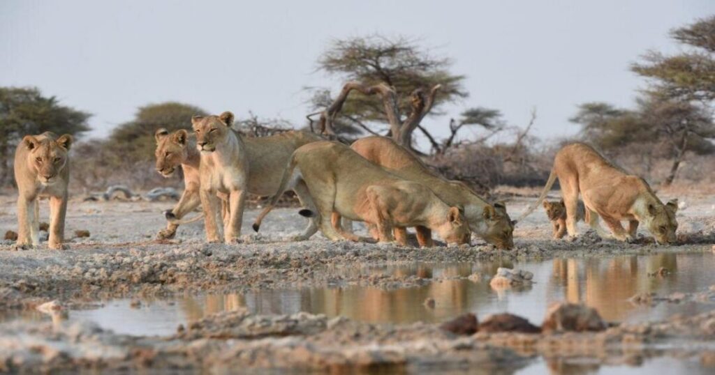 Namibia: Etosha National Park