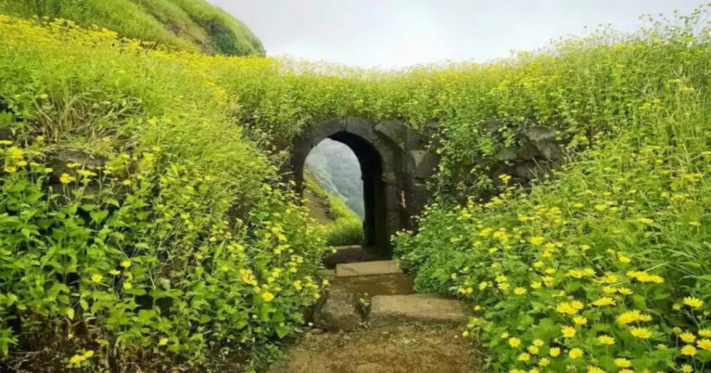 Ratangad Flowers—The Monsoon Bloom