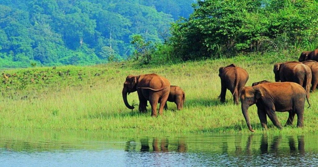 Spot Wildlife at Wayanad Wildlife Sanctuary
